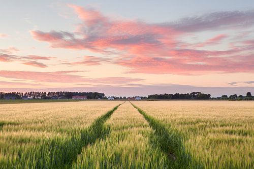 Landscape with wheatfield