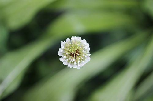 White Clover