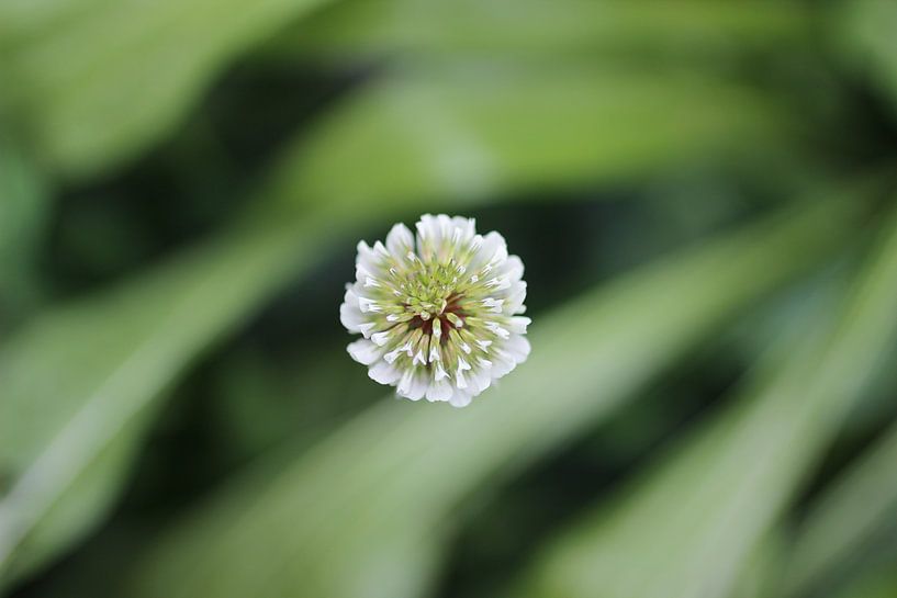 White Clover by Ingeborg van Yperen