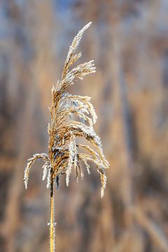 Rietbladeren bedekt met riet van ManfredFotos