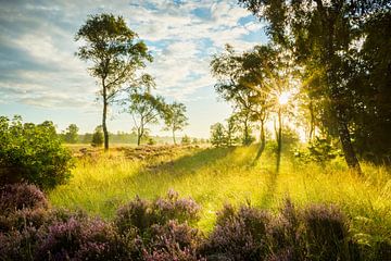 Sonnenaufgang auf der Heide von Jacob-Carl Pauw