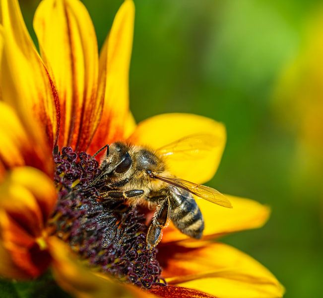 Bee on a yellow sunflower blossom by ManfredFotos