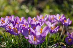 The love of spring