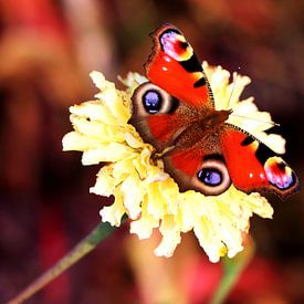 Cha Rosa profielfoto