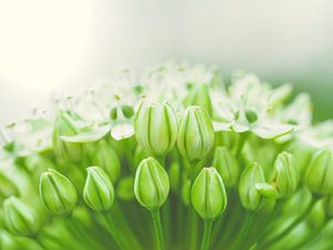 Les Verts et les Blancs