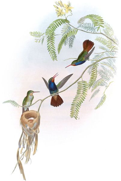 Sapphire à gorge rouge, John Gould par Hummingbirds