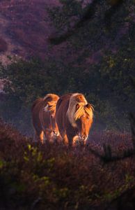 Wild horses during sunrise sur mirrorlessphotographer