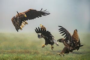 Zwei kämpfende Seeadler.