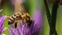 Guêpe sur une fleur