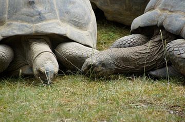 Tortue sur le chemin de l'amour sur wil spijker