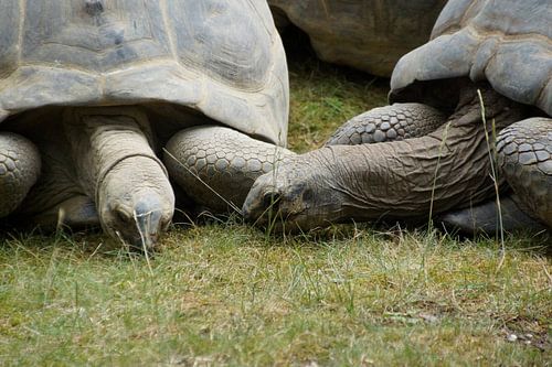 schildpad op liefdes pad