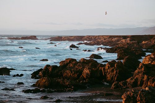 Meeuw boven de ruige kustlijn van de stille oceaan | foto print | Californië USA