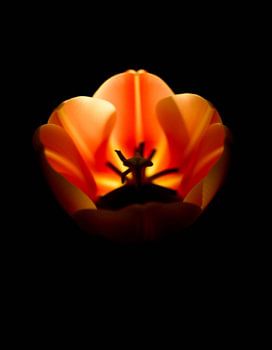 „Ember Tulip VIl“
