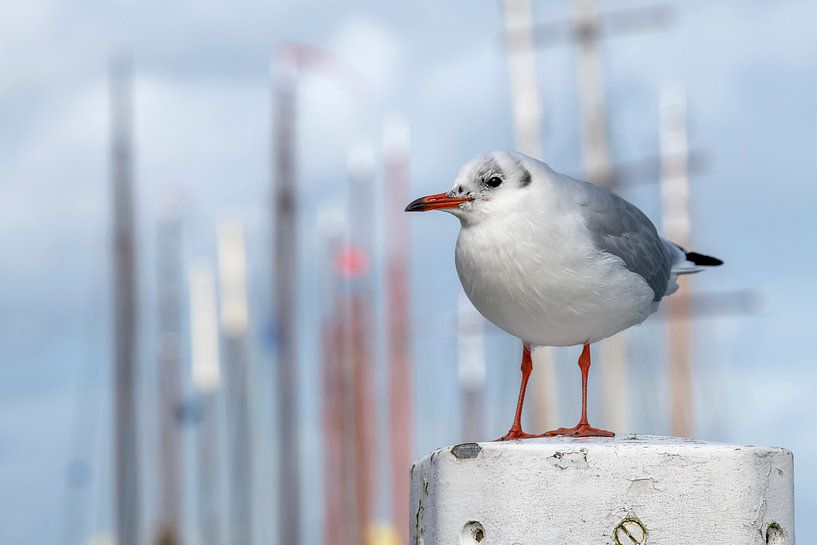 Schwarzkopfmöwe Chroicocephalus ridibundus auf einem Poller im Hafen von Tonko Oosterink