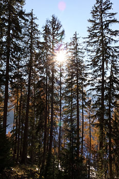 Herbstsonne und Nadelbäume