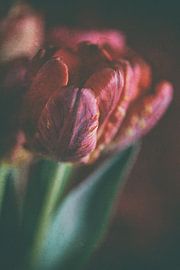Vintage style tulip by Petra Dreiling-Schewe