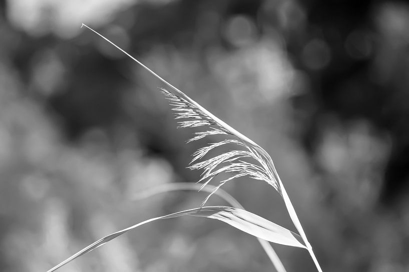 Riet zwart wit van Niek Traas