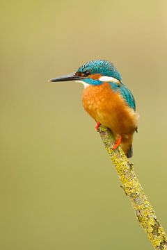 Kingfisher von Tom Smit