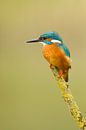 Kingfisher by Tom Smit thumbnail