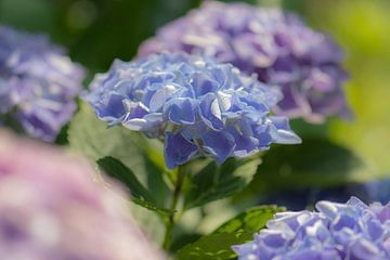 Hydrangea colours by Tania Perneel