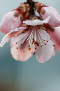 Almond Blossom by Tessa Heijmer