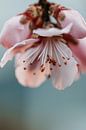 Almond Blossom by Tessa Heijmer thumbnail
