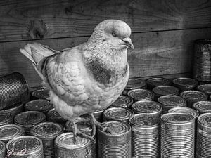 Grosse volaille pigeon