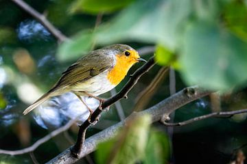 Close-up of a robin by ManfredFotos