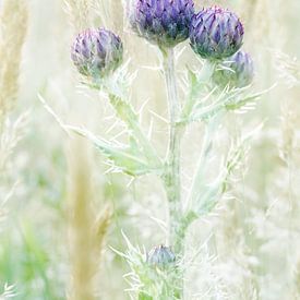 Chardon en fleur sur Boudewijn Swanenburg