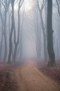 Weg durch einen nebligen Wald an einem Wintertag