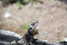salamander van Daniël Smits