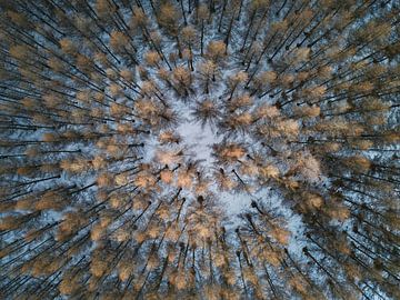 Luchtfoto van een besneeuwd bos met kale bomen van kautsar1 art