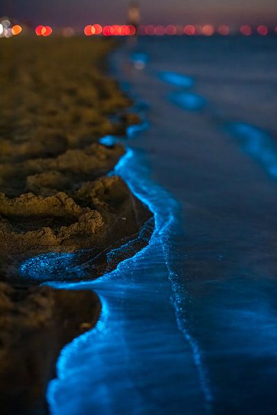 sea spark by Sjon de Mol