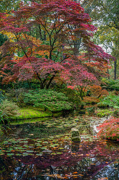 Rode Japanse esdoorn in landgoed Clingendael
