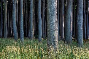Küstenwald an der Ostsee bei Nienhagen