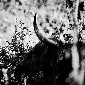 Scottish Highlander by Sjoerd van der Hucht