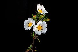 Gum rockrose - Cistus ladanifer - in the fields of Alentejo in Portugal by Eye on You