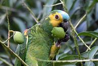Parrots and macaws: Turquoise-fronted amazon (Turquoise-fronted amazon) by Rini Kools thumbnail