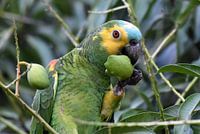 Parrots and macaws: Turquoise-fronted amazon (Turquoise-fronted amazon)