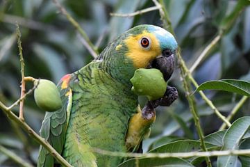 Papegaaien en ara's: Blauwvoorhoofdamazone (Turquoise-fronted amazon) van Rini Kools