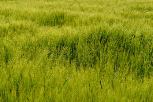 Green cornfield in the wind