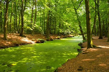 De groene rivier in Bergen van Tanja Voigt