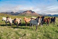 Colourful Icelandic horses in Borgarfjörður Eystri, Iceland
