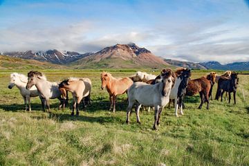 Kleurrijke IJslandse paarden in Borgarfjörður Eystri, IJsland van Thorelfa Landscapes of Iceland
