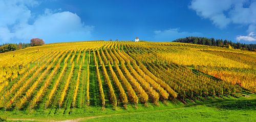 Golden autumn in the Markgräfler Land 1.0 Panorama