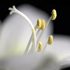Blume von Huub Westendorp