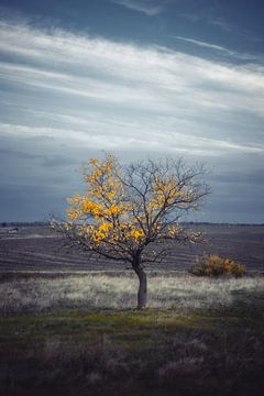 lonely yellow by Vladyslav Durniev