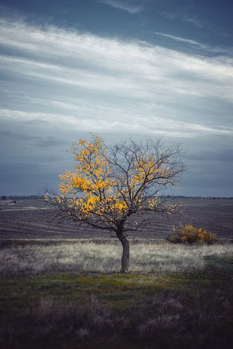 eenzaam geel van Vladyslav Durniev