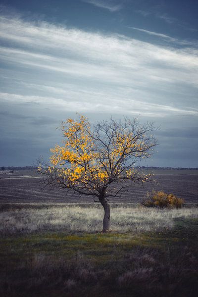 jaune solitaire par Vladyslav Durniev