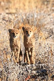 Young Cheetah's by Arnold Voordewind